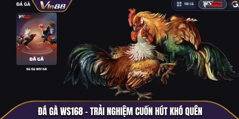 Đá gà WS168