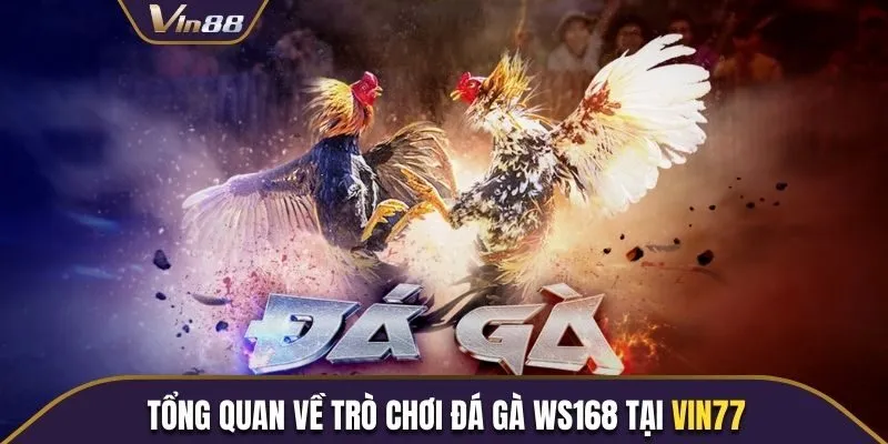 Giới thiệu nhanh về trò đá gà WS168 tại Vin88